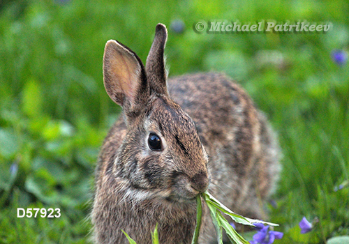 Eastern Cottontail (Sylvilagus floridanus)